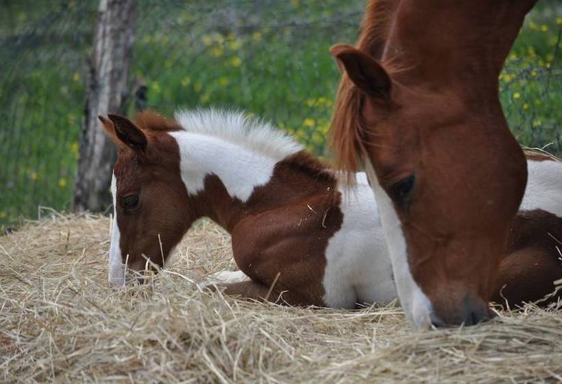 乡村酒店 Agriturismo Il Picchio Verde
