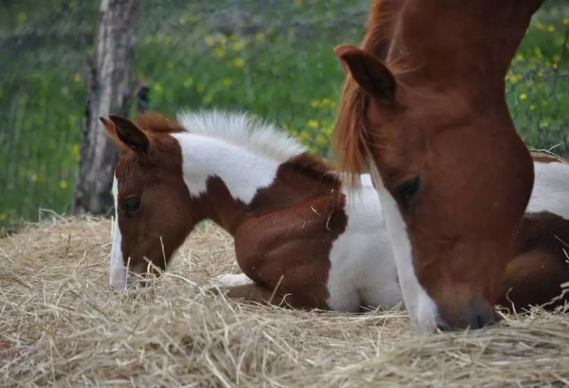 田舎風ホテル Agriturismo Il Picchio Verde
