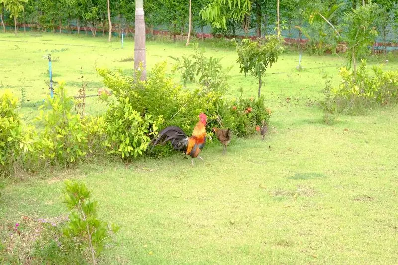 ホテル Banmai Hom Resort