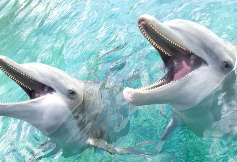 هتل Intercontinental Moorea Resort & Spa