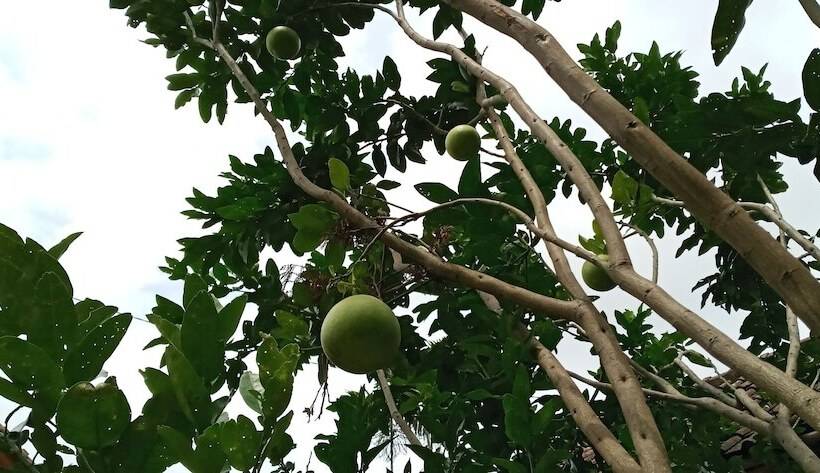 Отель Puri Lumbung Cottages Restaurant & Spa Munduk