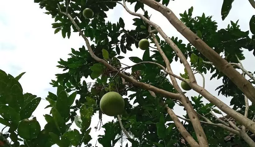 בית מלון כפרי Puri Lumbung Cottages Restaurant & Spa Munduk