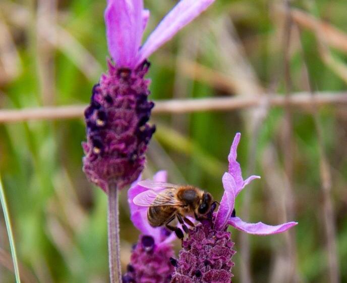 بنسيون Hostal La Llave