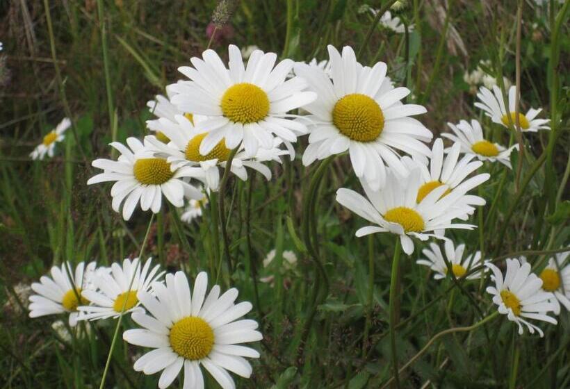 בית מלון כפרי Hakkesetstølen Fjellstugu