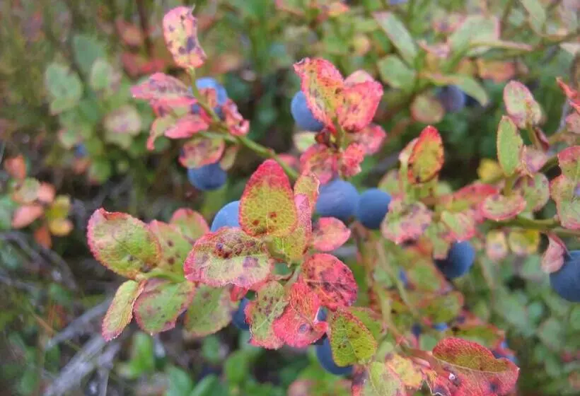 Hotelli Hakkesetstølen Fjellstugu