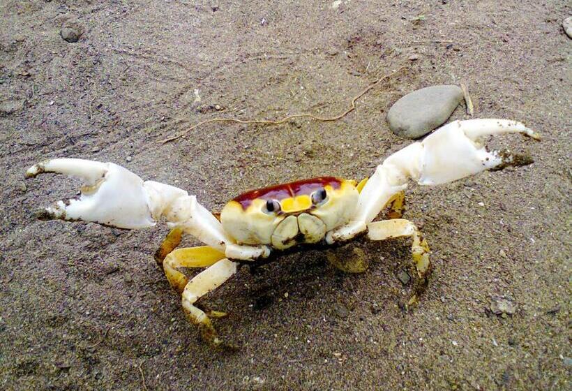 Hostel Cabañas El Manglar