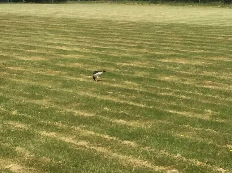 Aamiaismajoitus (B&B) åsa Jutegård