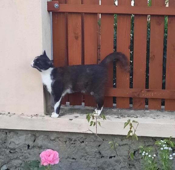 Отель Pensiunea Maria Elena