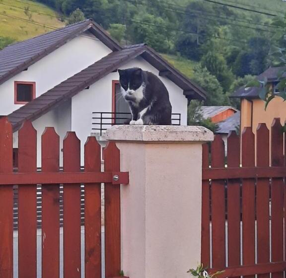 Отель Pensiunea Maria Elena