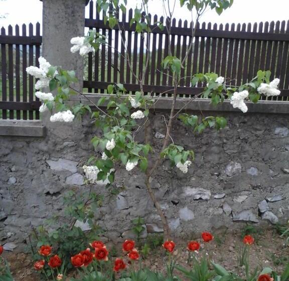 Отель Pensiunea Maria Elena