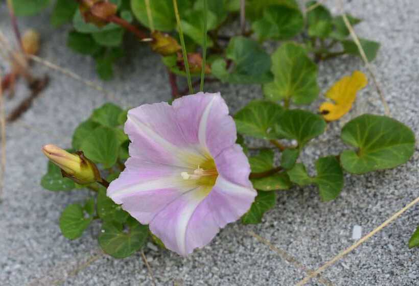 Glamping Pod For 2, Pod Beag Na Haun, Eriskay