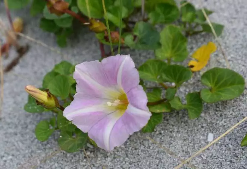 Glamping Pod For 2, Pod Beag Na Haun, Eriskay
