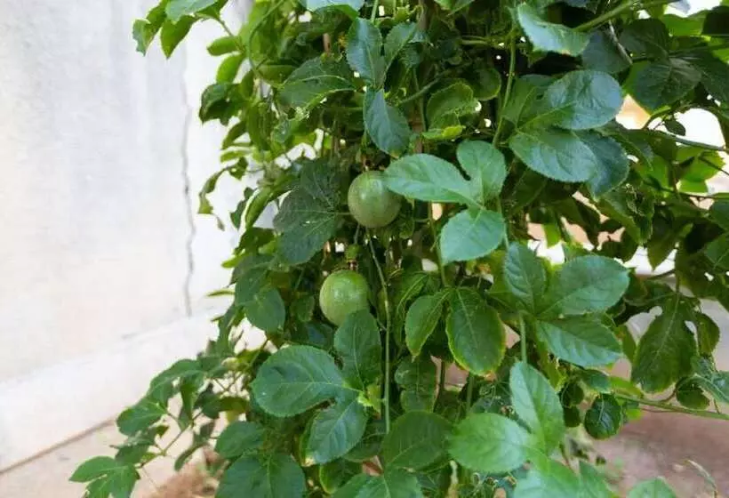 پانسیون Aladdin S Hostel