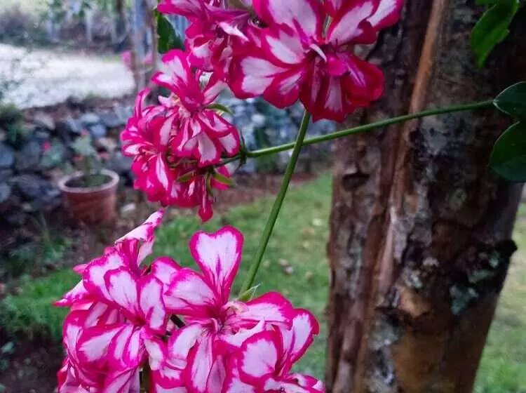 Hotelli Pear Tree Inn