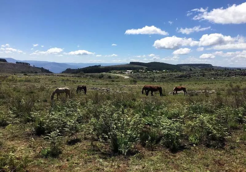 پانسیون Cabin&cottage Kaapsehoop