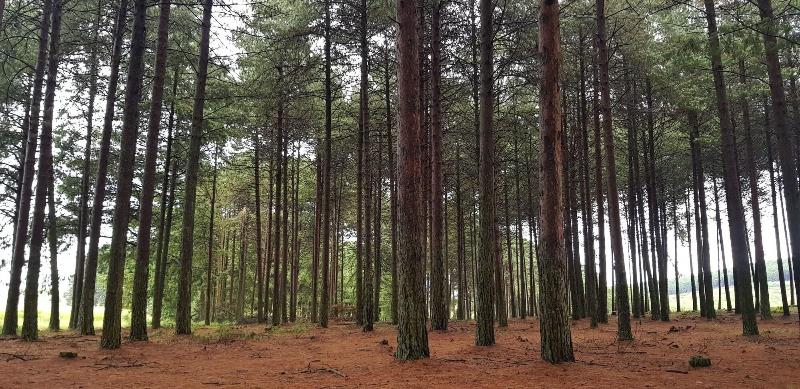 펜션 Cabin&cottage Kaapsehoop