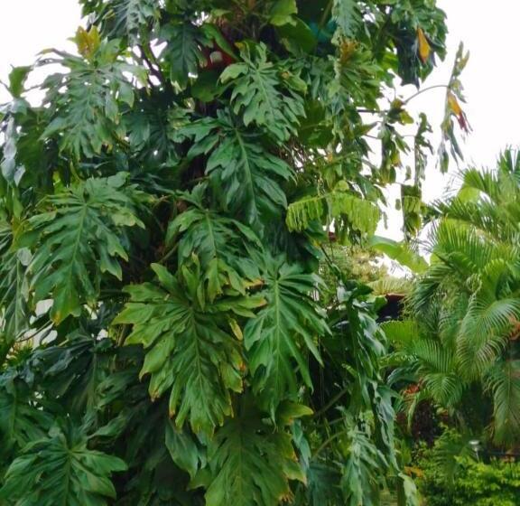 بنسيون Suite Paraiso Azul