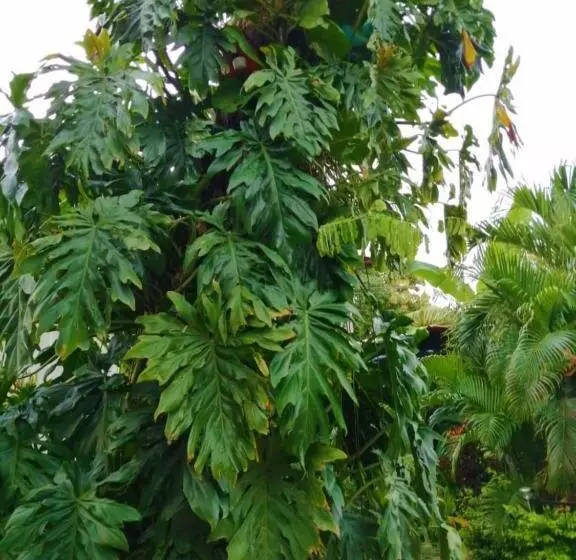 Majatalo Suite Paraiso Azul