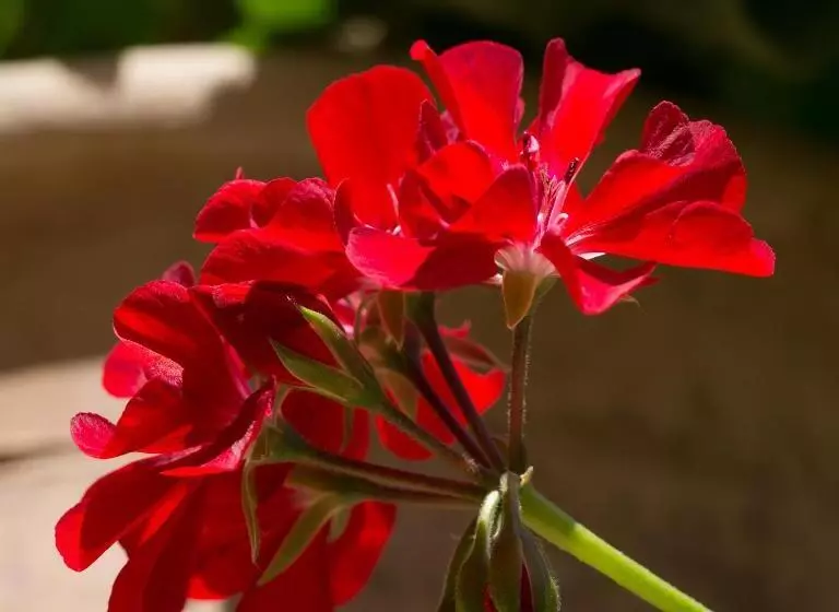 Porto Sisi Hotel Apartments