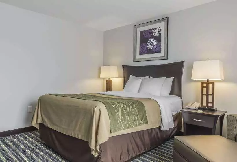 酒店 Comfort Inn & Suites