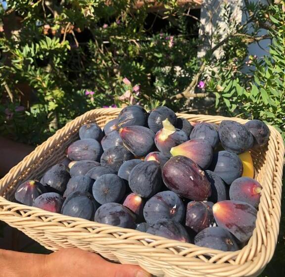 בית מלון כפרי Agriturismo Is Cortillaris