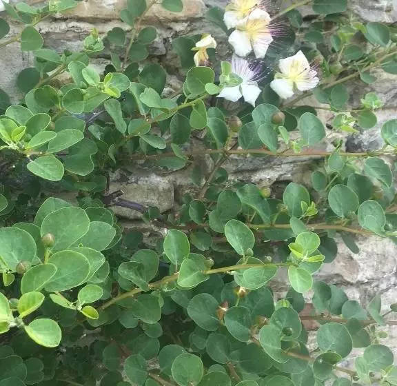 Lomakeskus Number 10 Locanda B&b