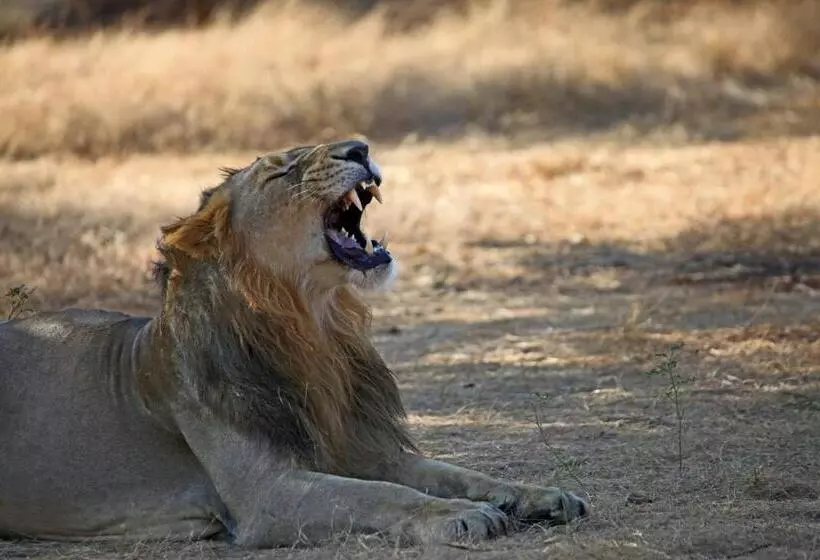 Lomakeskus Club Mahindra Sasan Gir