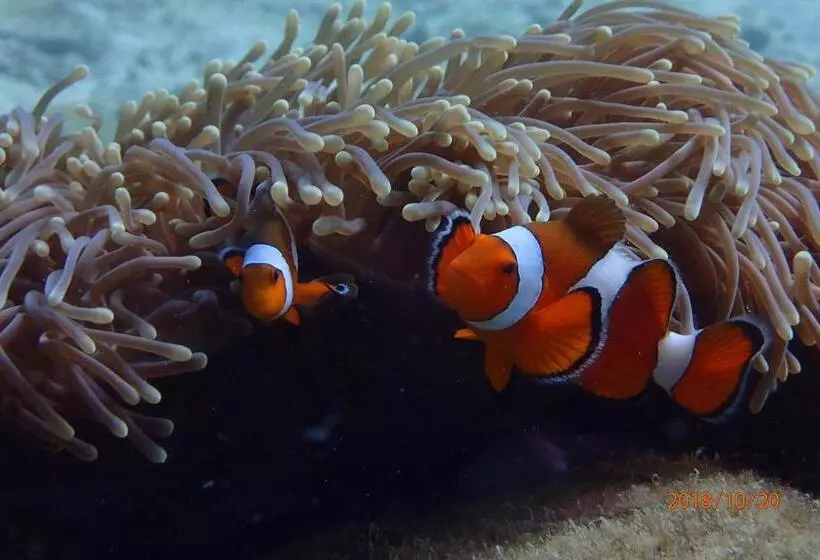 בית מלון כפרי Zeavola Resort