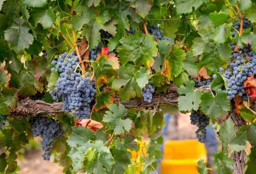 ペンション Aterno Vineyard, Guest House