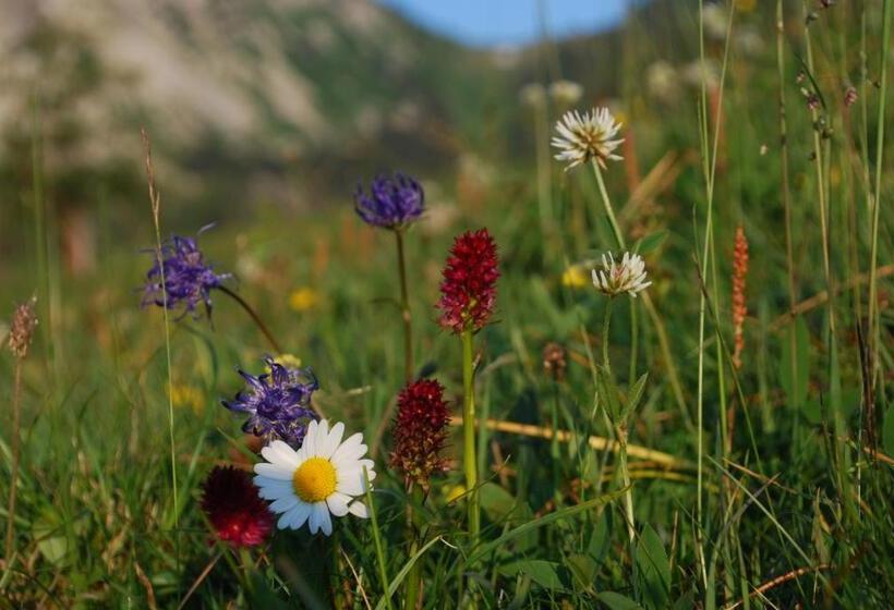 ユースホステル Pension Anneliese