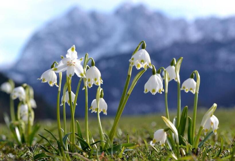 ユースホステル Pension Anneliese