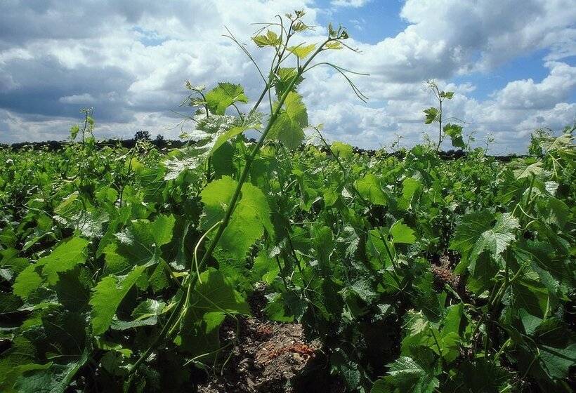 هتل Ibis Bordeaux Saintémilion