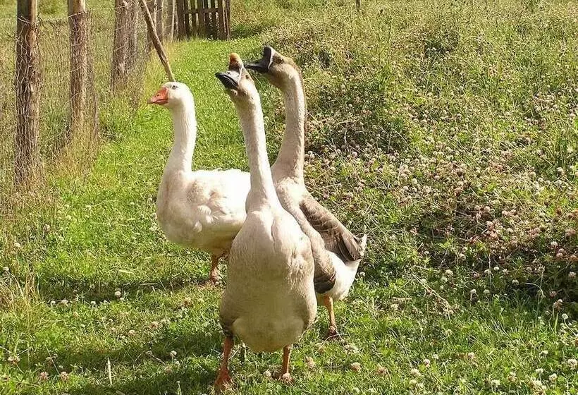 Hotelli Cabane Dans Les Arbres   Tree House