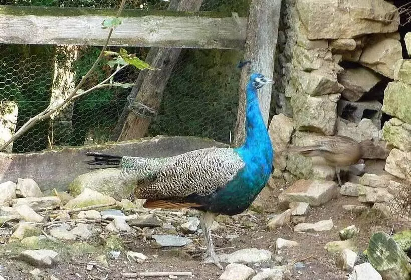 Hotelli Cabane Dans Les Arbres   Tree House