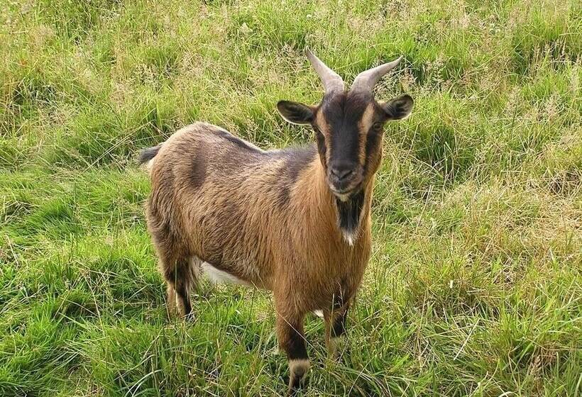 فندق Cabane Dans Les Arbres Tree House