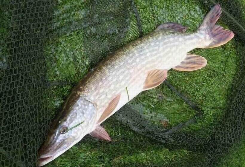 فندق Cabane Dans Les Arbres Tree House