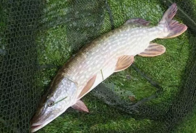 Hotelli Cabane Dans Les Arbres   Tree House