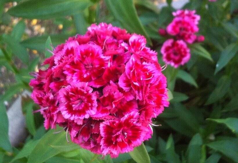 교외 호텔 Cascina Zenevrea