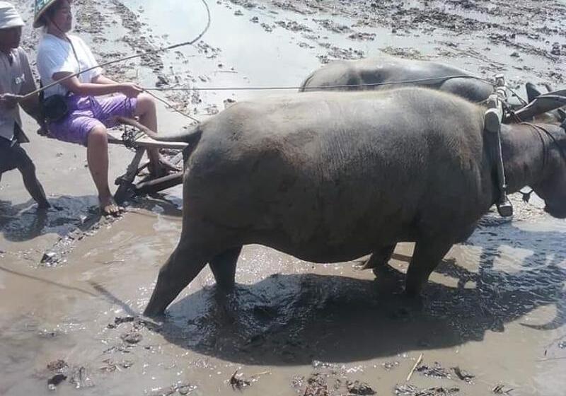 פנסיון Gini Homestay