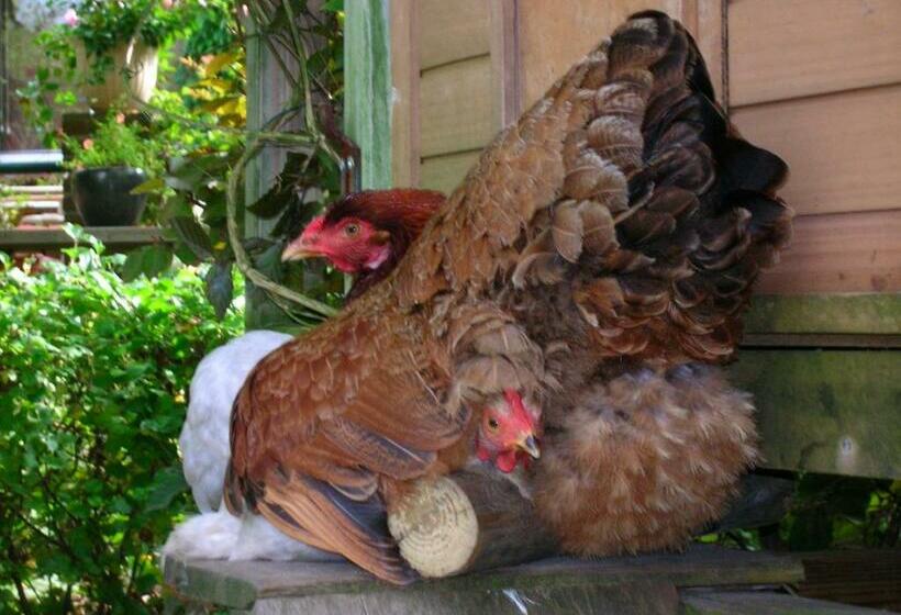 צימר Door & Roos