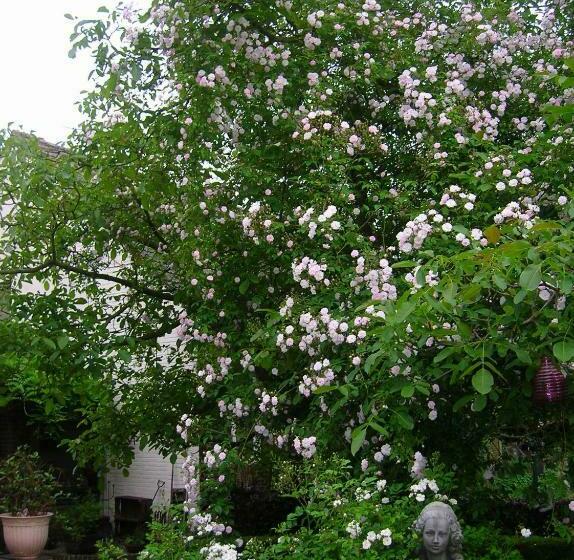 צימר Door & Roos