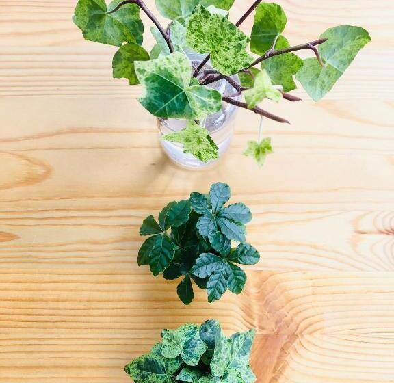 بنسيون Konayuki