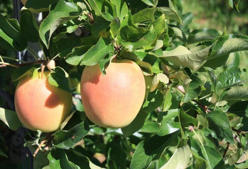 酒店 Ferienbauernhof Masunerhof