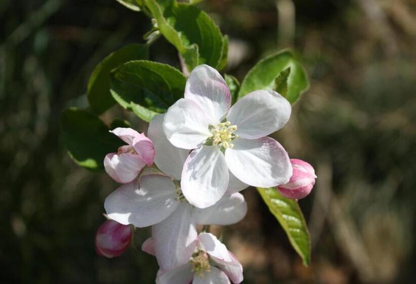 酒店 Ferienbauernhof Masunerhof