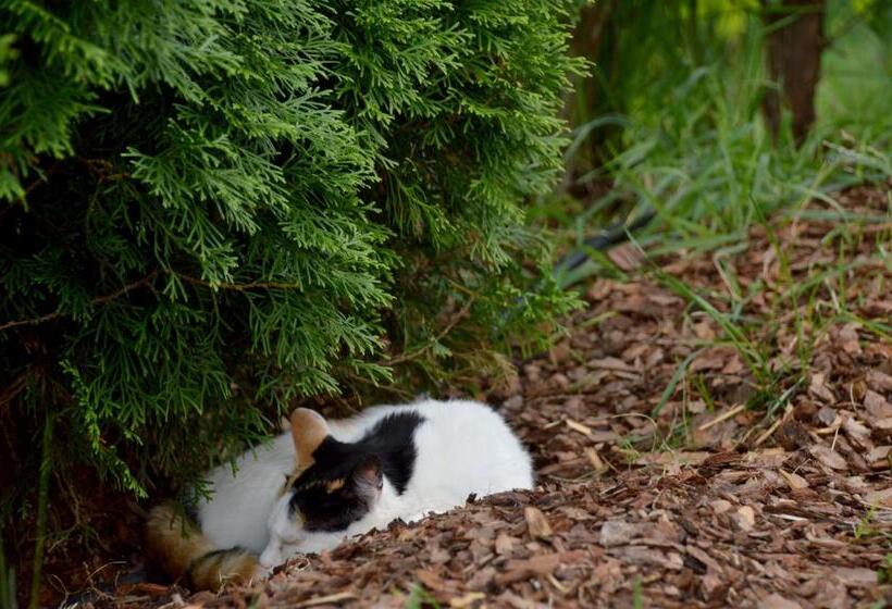 酒店 Ferienbauernhof Masunerhof