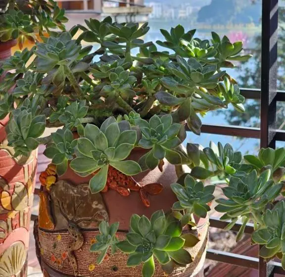 پانسیون Dang Khoa Garden Inn