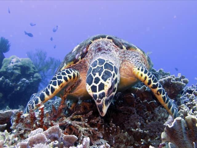 ペンション Bahari Beach Amed