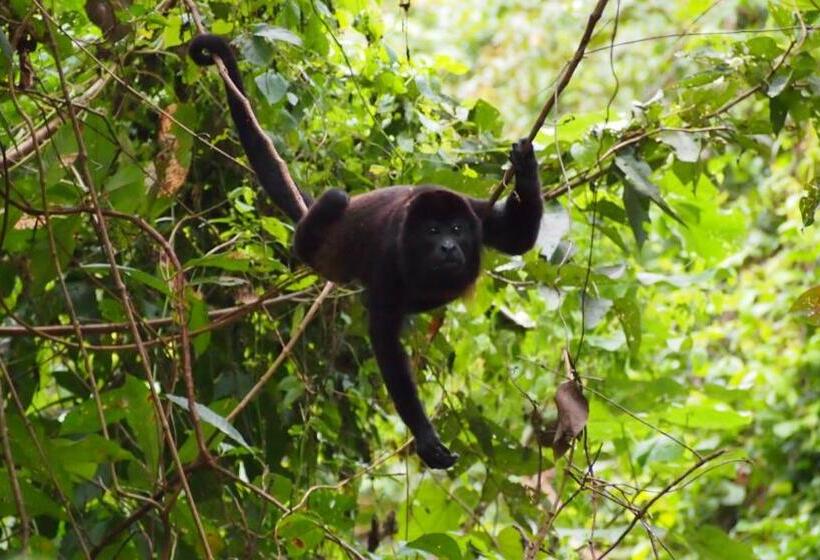 تختخواب و صبحانه Samara Palm Lodge