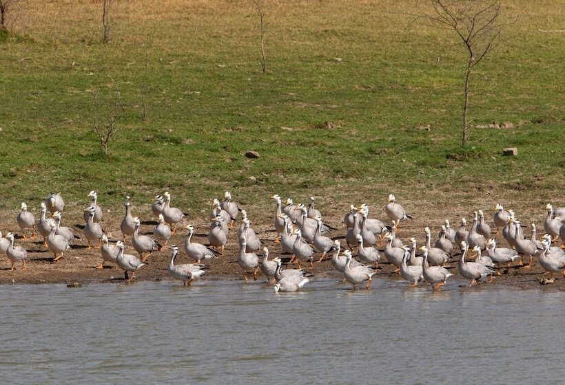 فندق Raas Chhatrasagar, Nimaj, District Pali
