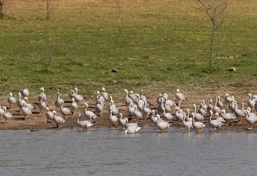 ホテル Raas Chhatrasagar, Nimaj, District Pali